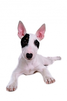 포토 JPG 스튜디오촬영 동물 척추동물 한마리 육지동물 반려견 포유류 사람없음 반려동물 개 강아지 불테리어 반려 국내포토 1 실내 테리어 파일형식