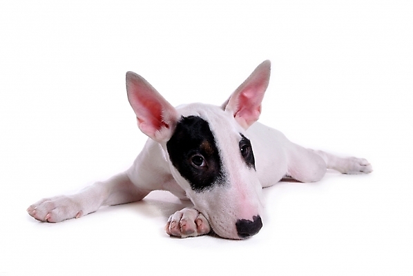 포토 JPG 스튜디오촬영 동물 척추동물 한마리 육지동물 반려견 포유류 사람없음 반려동물 개 강아지 불테리어 반려 국내포토 1 실내 테리어 파일형식