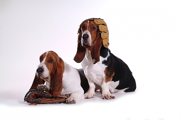 포토 JPG 스튜디오촬영 동물 척추동물 육지동물 반려견 스포츠용품 두마리 포유류 사람없음 반려동물 글러브 권투글러브 야구글러브 개 강아지 바셋하운드 반려 국내포토 스포츠 장갑 2 실내 오브젝트 하운드 파일형식