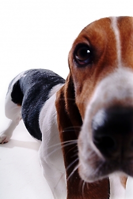 포토 JPG 스튜디오촬영 동물 척추동물 한마리 육지동물 반려견 포유류 사람없음 반려동물 개 강아지 바셋하운드 반려 국내포토 1 실내 하운드 파일형식