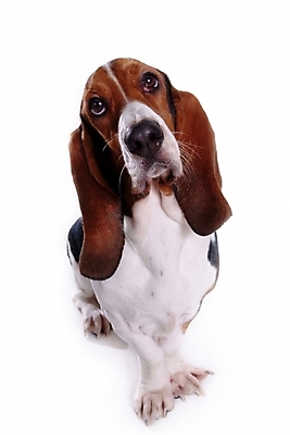 포토 JPG 스튜디오촬영 동물 척추동물 한마리 육지동물 반려견 포유류 사람없음 반려동물 개 강아지 바셋하운드 반려 국내포토 1 실내 하운드 파일형식