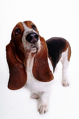 포토 JPG 스튜디오촬영 동물 척추동물 한마리 육지동물 반려견 포유류 사람없음 반려동물 개 강아지 바셋하운드 반려 국내포토 1 실내 하운드 파일형식