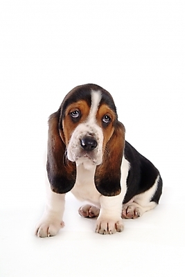 포토 JPG 스튜디오촬영 동물 척추동물 한마리 육지동물 반려견 포유류 사람없음 반려동물 개 강아지 바셋하운드 반려 국내포토 1 실내 하운드 파일형식