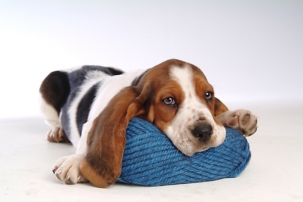 포토 JPG 스튜디오촬영 동물 척추동물 한마리 육지동물 반려견 포유류 베개 사람없음 반려동물 털실 개 강아지 바셋하운드 실타래 실뭉치 반려 국내포토 1 침구 실내 실 하운드 파일형식