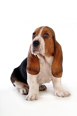 포토 JPG 스튜디오촬영 동물 척추동물 한마리 육지동물 반려견 포유류 사람없음 반려동물 개 강아지 바셋하운드 반려 국내포토 1 실내 하운드 파일형식