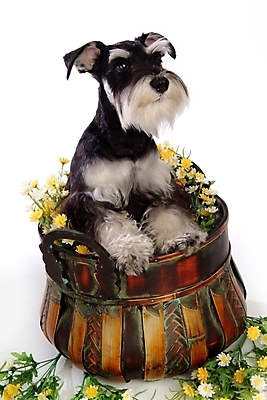 포토 JPG 스튜디오촬영 식물 동물 척추동물 한마리 육지동물 꽃 반려견 포유류 사람없음 반려동물 바구니 개 강아지 슈나우저 꽃바구니 반려 국내포토 1 실내 파일형식