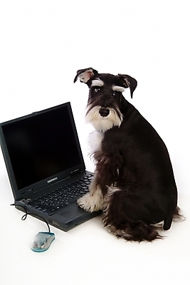 포토 JPG 스튜디오촬영 동물 척추동물 한마리 육지동물 반려견 포유류 사람없음 노트북 전자제품 반려동물 컴퓨터 컴퓨터용품 마우스 개 강아지 슈나우저 반려 국내포토 1 실내 오브젝트 파일형식