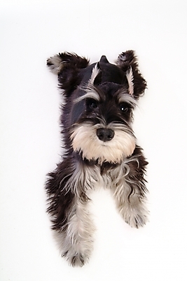 포토 JPG 스튜디오촬영 동물 척추동물 한마리 육지동물 반려견 포유류 사람없음 반려동물 개 강아지 슈나우저 반려 국내포토 1 실내 파일형식