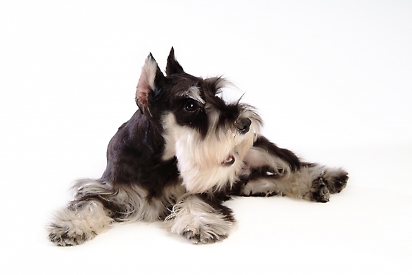 포토 JPG 스튜디오촬영 동물 척추동물 한마리 육지동물 반려견 포유류 사람없음 개 강아지 슈나우저 반려 국내포토 1 실내 반려동물 파일형식