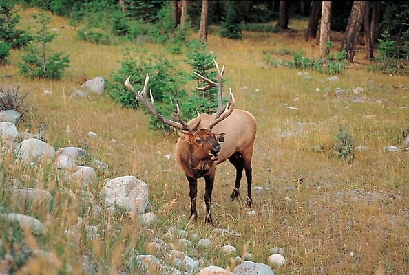 포토 JPG 주간 나무 동물 척추동물 한마리 육지동물 야생동물 포유류 사슴 산 사람없음 야외 영양 산속 노루 영양_동물 국내포토 자연요소 식물 1 파일형식