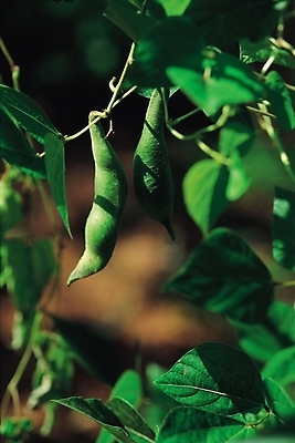 포토 JPG 주간 식물 열매 음식 채소 나뭇잎 콩 곡류 근접촬영 사람없음 야외 초록색 농작물 강낭콩 국내포토 자연요소 뷰포인트 컬러 잎 농업 파일형식