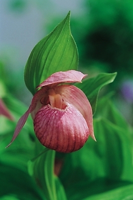 포토 JPG 주간 식물 꽃 한송이 여름꽃 자연 나뭇잎 사람없음 야외 들꽃 자주색 개불알꽃 국내포토 자연요소 1 컬러 잎 생태계 송이 파일형식 여름_계절