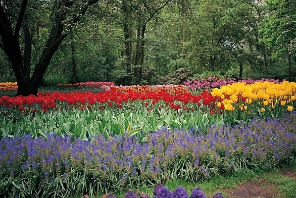 포토 JPG 주간 나무 식물 꽃 여러송이 봄꽃 자연 사람없음 야외 튤립 루피너스 루핀 국내포토 자연요소 다수 봄 생태계 파일형식