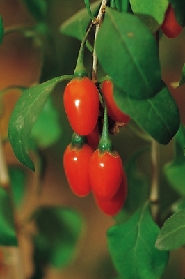 포토 JPG 주간 식물 웰빙 열매 의학 나뭇잎 근접촬영 사람없음 야외 치료 빨간색 한의학 한약재 한약 구기자 국내포토 자연요소 뷰포인트 컬러 잎 약 약재 파일형식