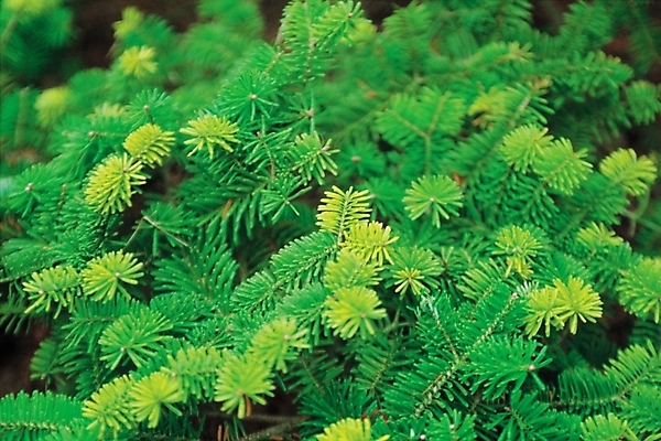 포토 JPG 주간 나무 식물 백그라운드 잎 자연 나뭇잎 사람없음 야외 초록색 구상나무 국내포토 자연요소 컬러 생태계 파일형식