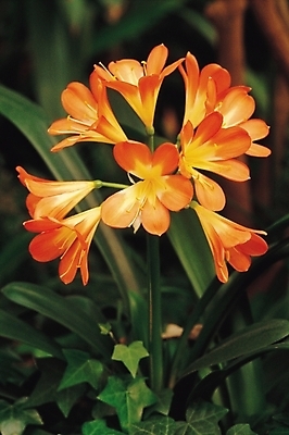 포토 JPG 주간 식물 꽃 여러송이 나뭇잎 사람없음 야외 주황색 군자란 국내포토 자연요소 컬러 다수 잎 파일형식