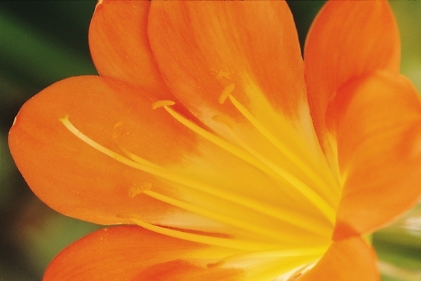 포토 JPG 식물 꽃잎 꽃 잎 한송이 자연 근접촬영 주황색 꽃술_꽃 암술 군자란 국내포토 1 뷰포인트 컬러 생태계 송이 파일형식