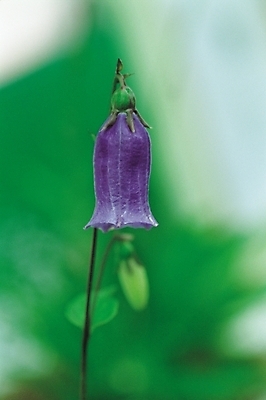 포토 JPG 주간 식물 꽃 한송이 여름꽃 자연 사람없음 야외 보라색 들꽃 금강초롱 국내포토 자연요소 1 컬러 생태계 송이 초롱꽃 파일형식 여름_계절