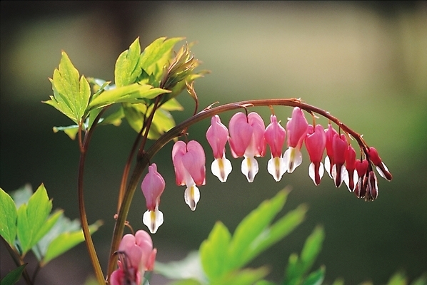 포토 JPG 주간 식물 꽃 분홍색 여러송이 봄꽃 자연 사람없음 야외 금낭화 국내포토 자연요소 컬러 다수 봄 생태계 파일형식