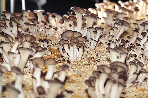 포토 JPG 식물 웰빙 채소 식재료 실내 사람없음 버섯 유기농 식용버섯 느타리버섯 국내포토 내부 파일형식