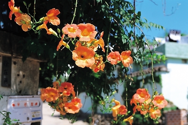 포토 JPG 주간 식물 꽃 줄기 여러송이 여름꽃 자연 사람없음 야외 주황색 우체통 대문 금등화 능소화 국내포토 자연요소 컬러 다수 문 생태계 파일형식 여름_계절