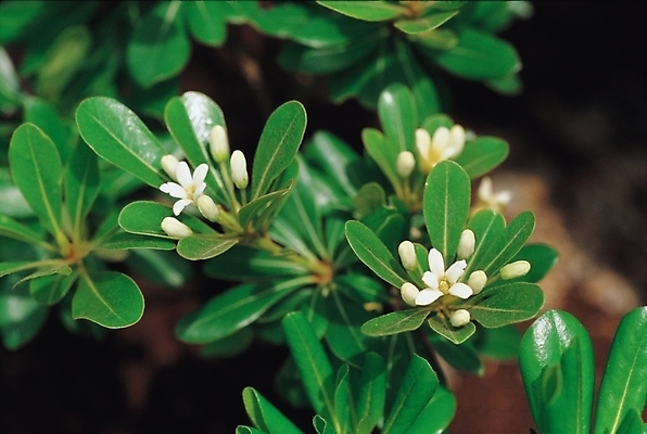 포토 JPG 주간 나무 식물 꽃 사람없음 야외 흰색 돈나무 돈나무꽃 국내포토 자연요소 컬러 파일형식