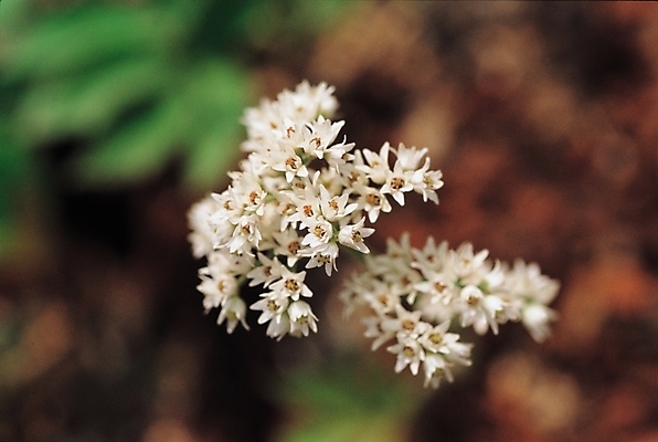 포토 JPG 주간 식물 꽃 여러송이 자연 사람없음 야외 흰색 돌단풍 국내포토 자연요소 컬러 다수 생태계 파일형식