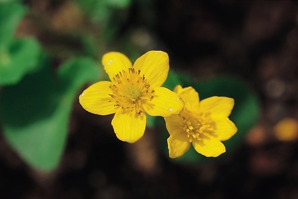 포토 JPG 주간 식물 꽃 봄꽃 자연 근접촬영 사람없음 야외 노란색 두송이 동의나물 동이나물 국내포토 자연요소 뷰포인트 컬러 2 봄 생태계 파일형식