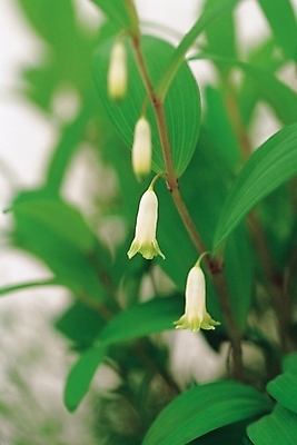 포토 JPG 주간 식물 꽃 잎 여름꽃 자연 나뭇잎 사람없음 야외 흰색 둥굴레 둥굴레꽃 둥글레 국내포토 자연요소 컬러 생태계 파일형식 여름_계절