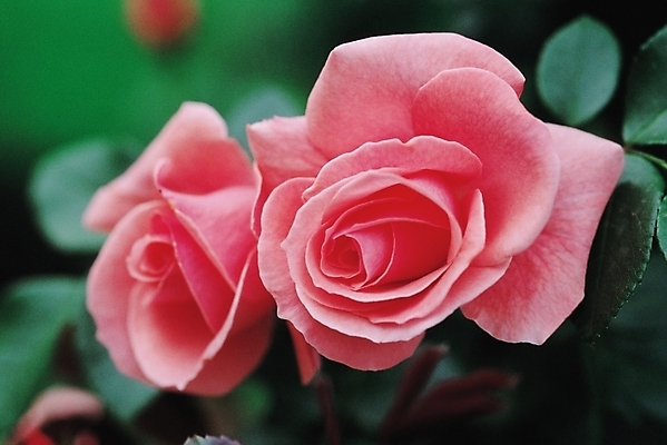 포토 JPG 주간 식물 꽃 분홍색 여름꽃 자연 근접촬영 사람없음 야외 장미 두송이 덩굴장미 국내포토 자연요소 뷰포인트 컬러 2 생태계 파일형식 여름_계절