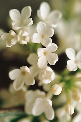 포토 JPG 식물 꽃 여러송이 자연 근접촬영 사람없음 흰색 수수꽃다리 국내포토 뷰포인트 컬러 다수 생태계 파일형식