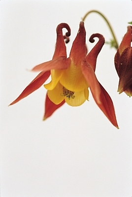 포토 JPG 식물 꽃 한송이 봄꽃 자연 실내 사람없음 매발톱꽃 국내포토 1 내부 봄 생태계 송이 파일형식