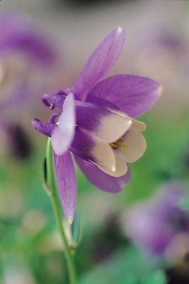 포토 JPG 주간 식물 꽃 한송이 봄꽃 자연 근접촬영 사람없음 야외 보라색 매발톱꽃 국내포토 자연요소 1 뷰포인트 컬러 봄 생태계 송이 파일형식