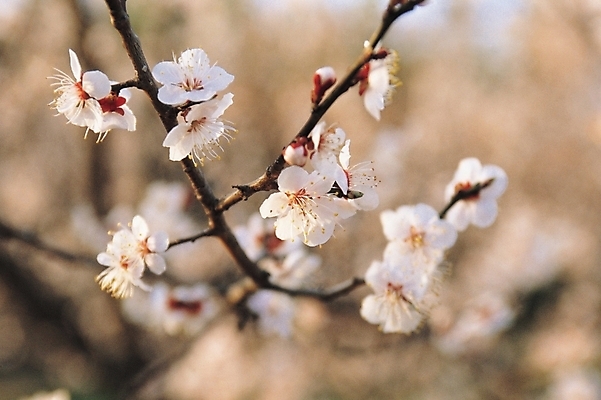 포토 JPG 주간 나무 식물 꽃 여러송이 봄꽃 자연 꽃나무 사람없음 야외 흰색 나뭇가지 매화 매화나무 매실나무 매실나무꽃 국내포토 자연요소 컬러 다수 봄 생태계 파일형식