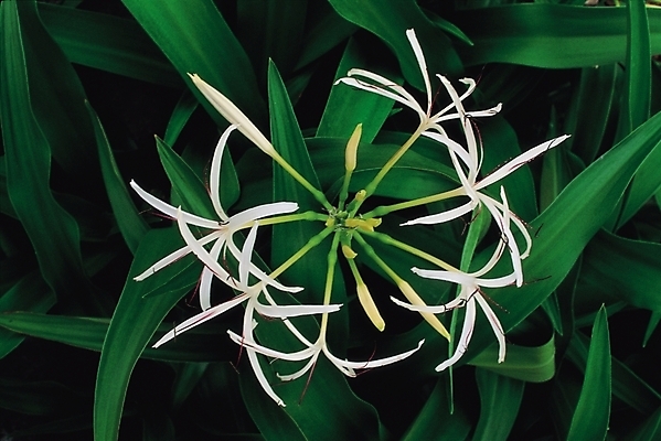 포토 JPG 주간 식물 꽃 잎 한송이 나뭇잎 사람없음 야외 흰색 문주란 국내포토 자연요소 1 컬러 송이 파일형식