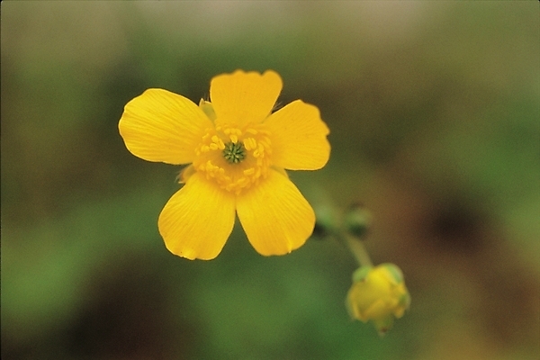 포토 JPG 주간 식물 꽃 한송이 자연 근접촬영 사람없음 야외 노란색 꽃봉오리 미나리아재비 국내포토 자연요소 1 뷰포인트 컬러 생태계 송이 파일형식