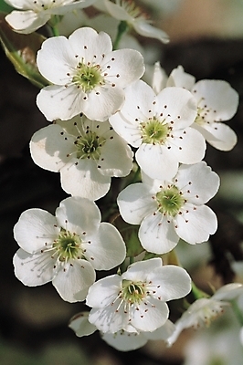 포토 JPG 주간 식물 꽃 여러송이 봄꽃 자연 꽃나무 근접촬영 사람없음 야외 흰색 배꽃 배나무 국내포토 자연요소 나무 뷰포인트 컬러 다수 봄 생태계 파일형식