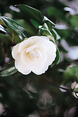 포토 JPG 주간 나무 식물 꽃 한송이 자연 근접촬영 사람없음 야외 흰색 겨울꽃 동백 감태나무 백동백 국내포토 자연요소 1 뷰포인트 컬러 겨울 생태계 송이 파일형식