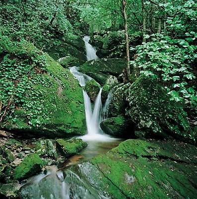 포토 JPG 주간 나무 식물 사계절 계절 배경화면 백그라운드 자연 산 이끼 풍경 근접촬영 사람없음 야외 초록색 연두색 여름 골짜기 계곡 폭포 암석 돌_바위 바위 대서 국내포토 자연요소 뷰포인트 컬러 절기 생태계 파일형식