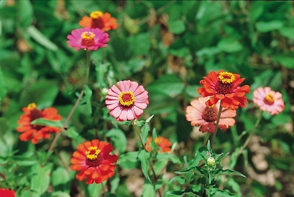 포토 JPG 식물 꽃 여러송이 여름꽃 자연 백일초 백일홍 국내포토 다수 생태계 파일형식 여름_계절