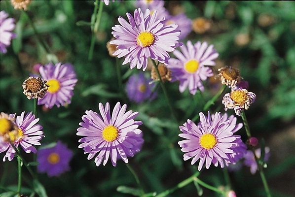 포토 JPG 주간 식물 꽃 여러송이 자연 가을꽃 사람없음 야외 연보라색 벌개미취 벌개미취꽃 국내포토 자연요소 다수 보라색 생태계 파일형식 가을_계절