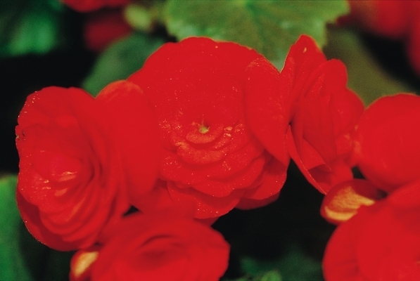 포토 JPG 주간 식물 꽃 여러송이 자연 근접촬영 사람없음 야외 빨간색 베고니아 국내포토 자연요소 뷰포인트 컬러 다수 생태계 파일형식