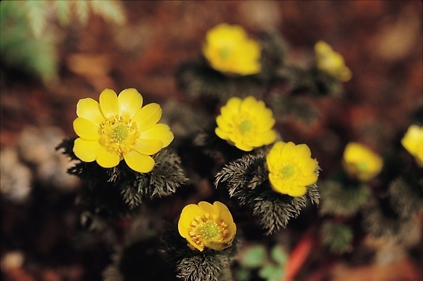 포토 JPG 주간 식물 꽃 여러송이 자연 근접촬영 사람없음 야외 노란색 겨울꽃 복수초 복수초꽃 설련화 얼음새꽃 국내포토 자연요소 뷰포인트 컬러 다수 겨울 생태계 파일형식