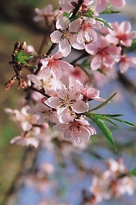 포토 JPG 주간 식물 꽃 분홍색 여러송이 꽃나무 사람없음 야외 나뭇가지 복사꽃 국내포토 자연요소 나무 컬러 다수 파일형식