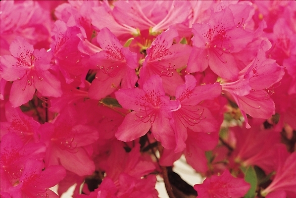 포토 JPG 식물 꽃 분홍색 여러송이 봄꽃 자연 사람없음 철쭉 산철쭉 국내포토 컬러 다수 봄 생태계 파일형식