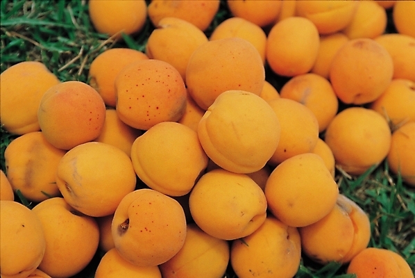 포토 JPG 주간 식물 웰빙 열매 사람없음 야외 농작물 주황색 여러개 살구 국내포토 자연요소 컬러 다수 농업 과일 파일형식