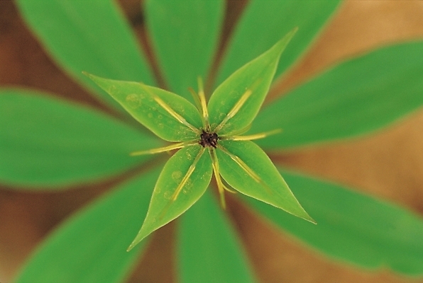 포토 JPG 식물 잎 자연 근접촬영 사람없음 초록색 풀 삿갓나물 삿갓나물잎 삿갓풀 국내포토 뷰포인트 컬러 생태계 파일형식