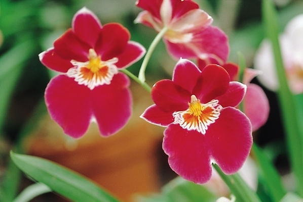 포토 JPG 식물 꽃 자연 사람없음 난초 양란 적자색 국내포토 컬러 생태계 파일형식