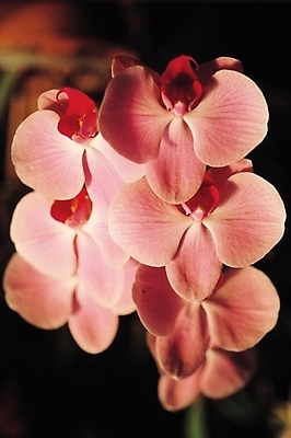 포토 JPG 식물 꽃 분홍색 여러송이 근접촬영 사람없음 난초 양란 팔레놉시스 국내포토 뷰포인트 컬러 다수 파일형식