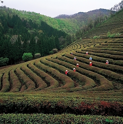 포토 JPG 주간 웰빙 사계절 계절 백그라운드 밭 자연 사람 풍경 여러명 야외 여름 하이앵글 녹차밭 차밭 국내포토 자연요소 뷰포인트 다수 농업 녹차 생태계 파일형식